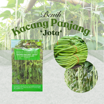 Benih Kacang Panjang "Jota''/Benih Kacang Panjang Murah