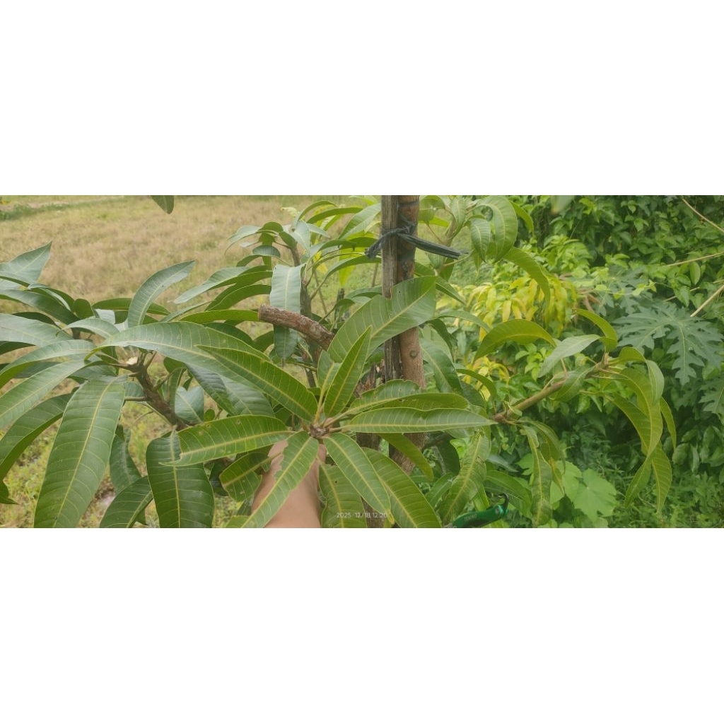 Entres mangga miyazaki