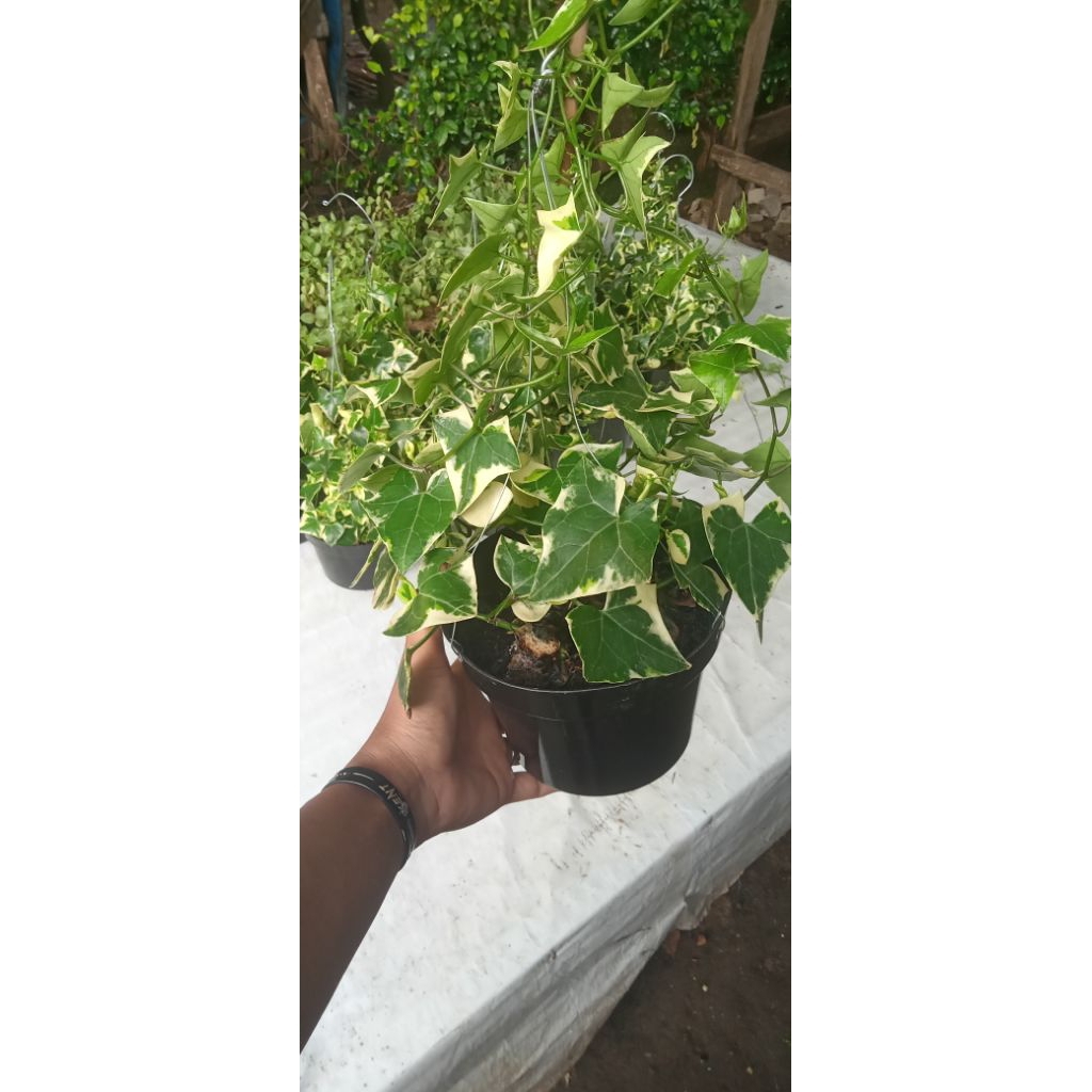 Ivy varigata