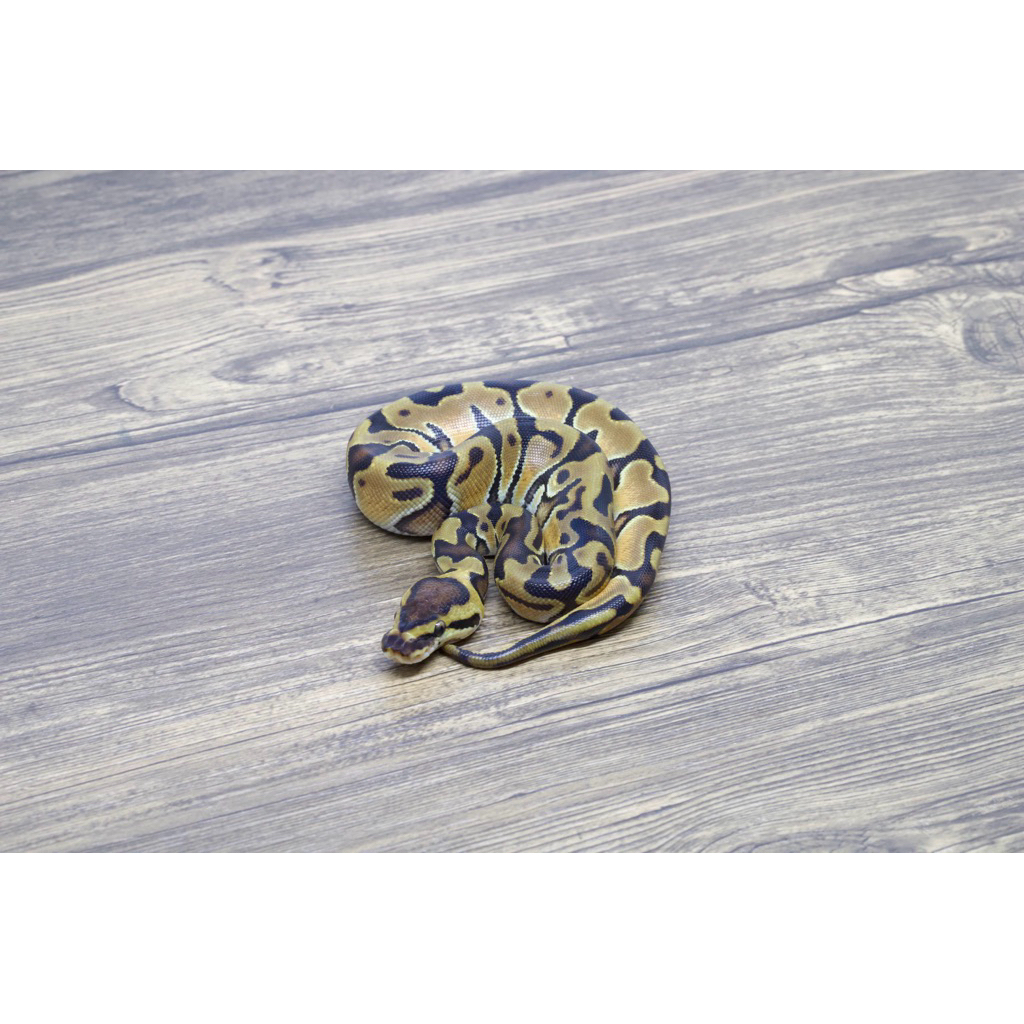 Ballpython Enchi Yellow Belly Het Clown Het Pied Female