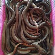 belut segar 1kg fresh pasar anyar