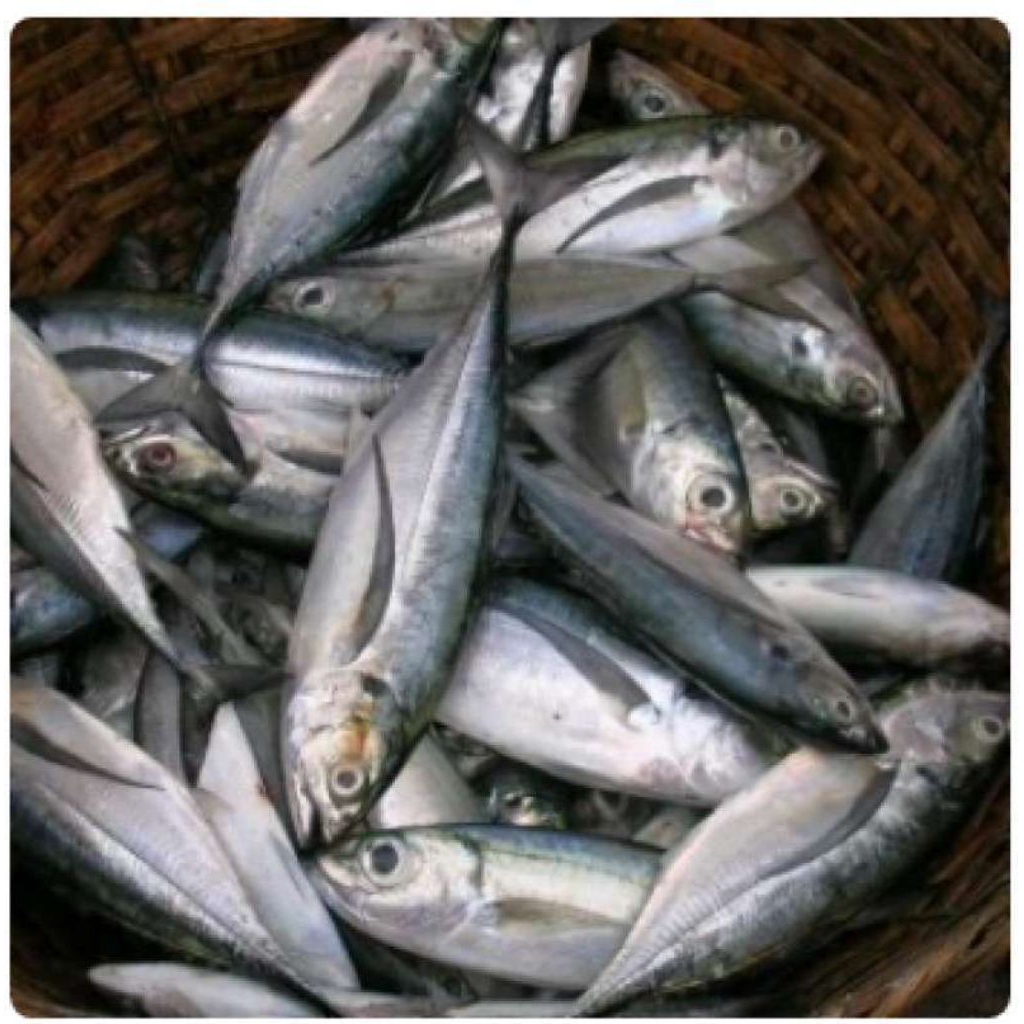 ikan layang segar 1 kg