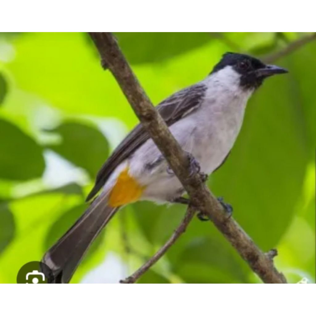 kutilang Jawa jantan sudah bunyi