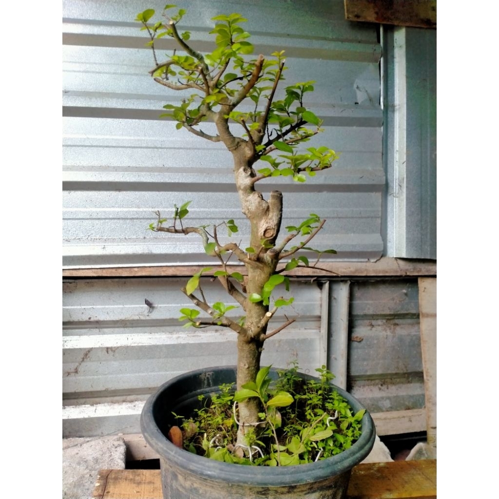 BONSAI SUDAH JADI.SERUT GRUPING ,BARANG DAN FOTO REAL PICT