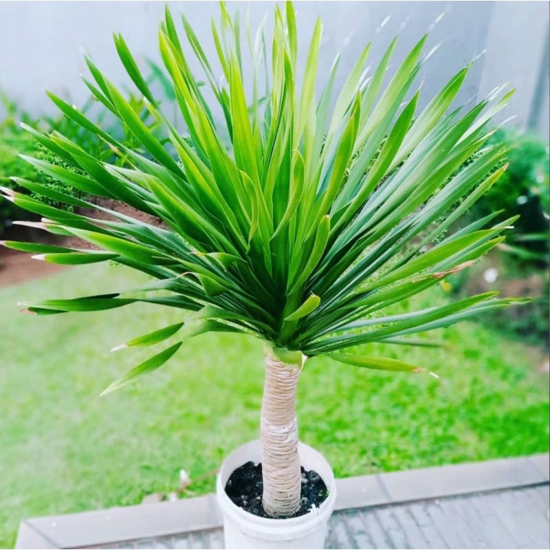 Tanaman hias hidup pandan bali tinggi 1 meter daun