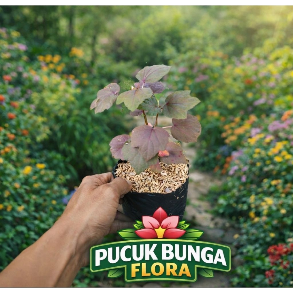 tanaman red panama bahan bonsai red panan cepat berbunga