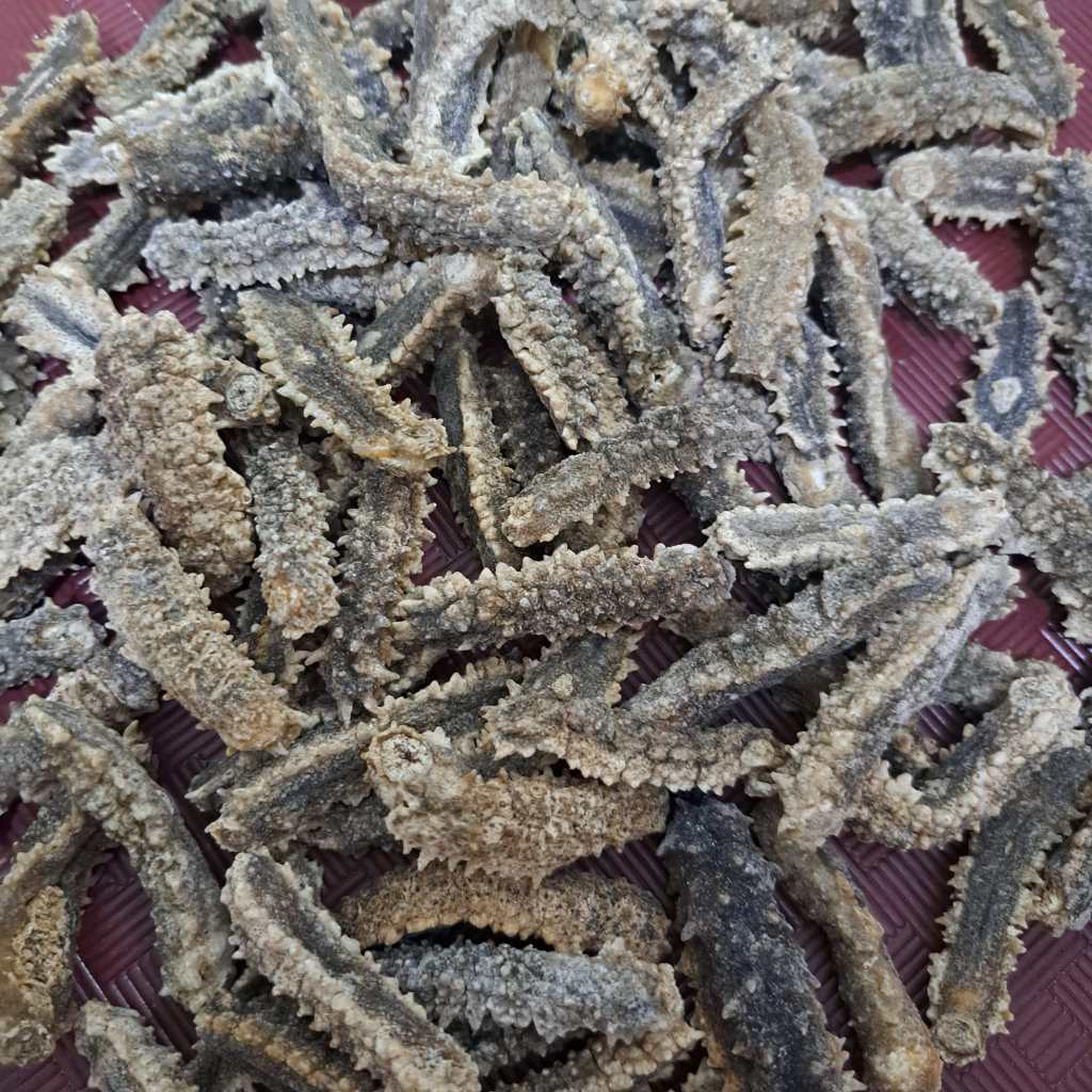 Teripang Duri Gondrong Kering Haisom Duri 50gr