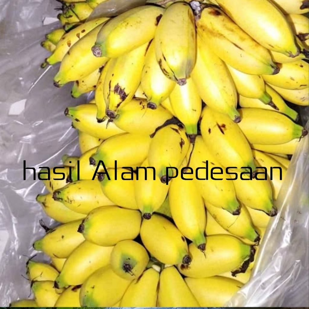 Bibit pisang uli/pisang Lampung/pisang limpung