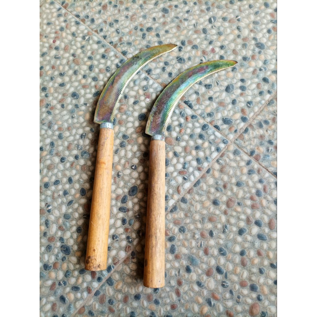 Sabit Panen Padi Gerig 33 Cmi/ Sabit Padi