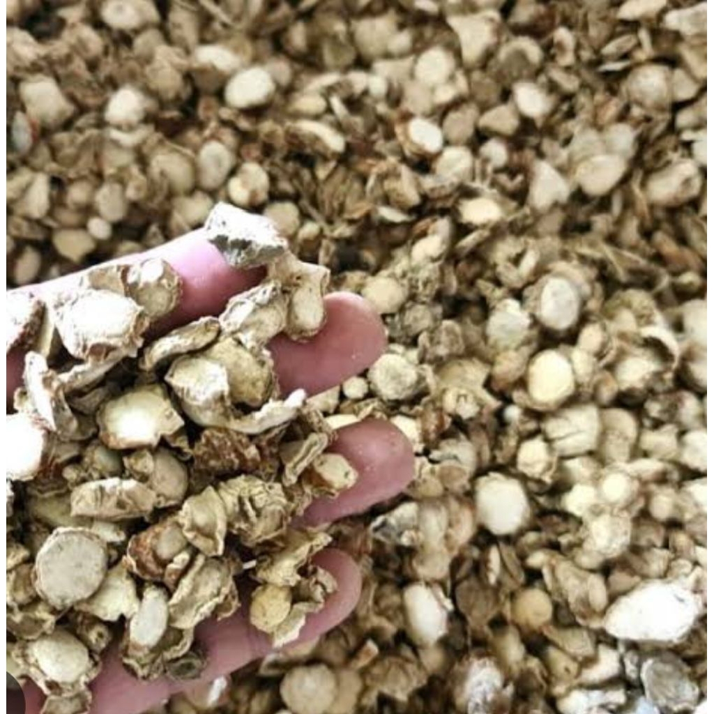 KENCUR KERING SERBA LIMARIBU DAPUR BUMBU REMPAH HERBAL NUSANTARA