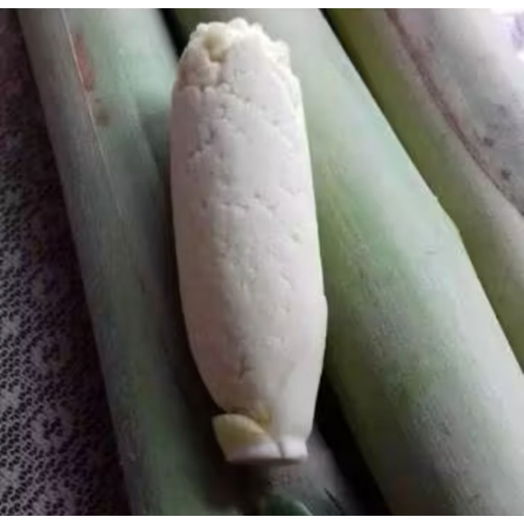 Turubuk,terubuk,trubukkembang tebu biji telor tebu Endong tebu