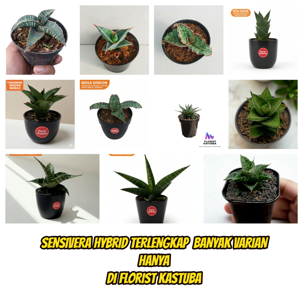 Tanaman sansivera  hybrid sansevieria lidah mertua mini
