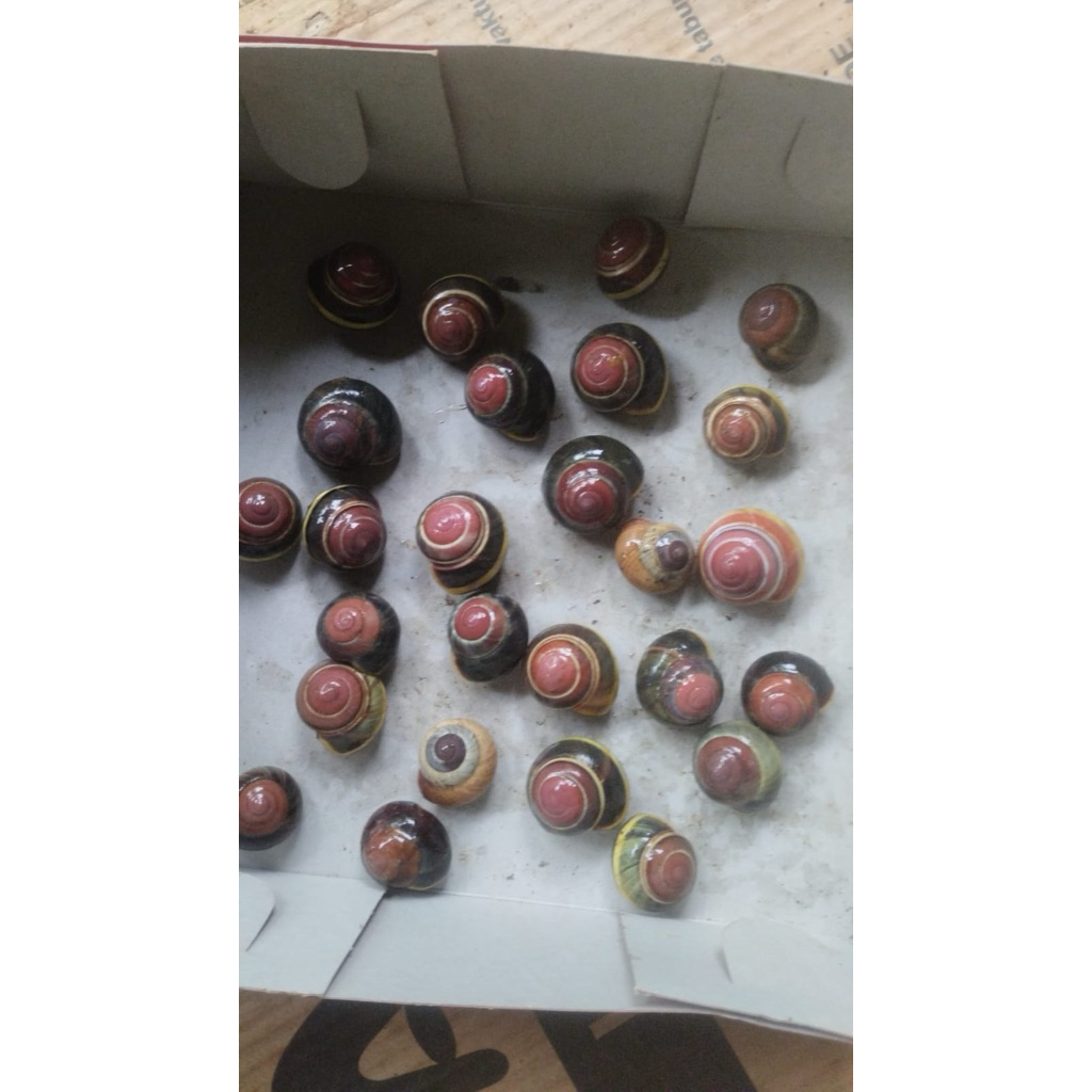 hiasan aquarium keong kicot darat berbagai motif