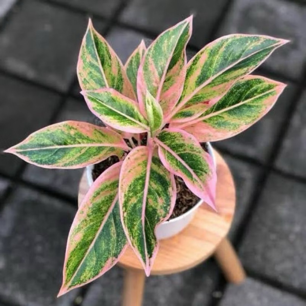 aglonema lipstik puding karakter daun list pink cantik