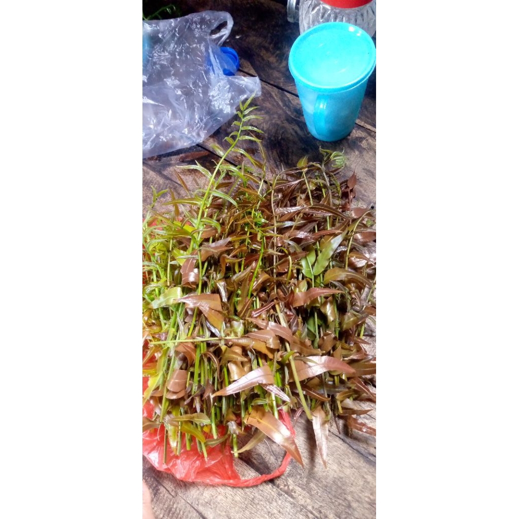 Sayur Pakis Segar 500 Gram - Tingkatkan Produksi Sel Darah Merah