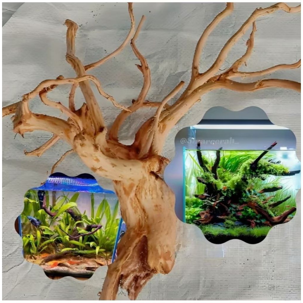 MURAH Akar Rasamala Aquarium Aquascape/Akar Aquarium/Akar Kayu Senggani
