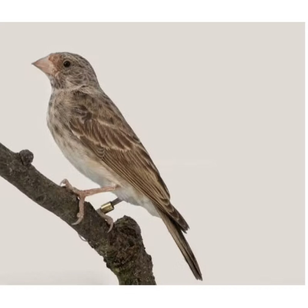 Burung Sanger jantan  Bagus pilihan rawatan