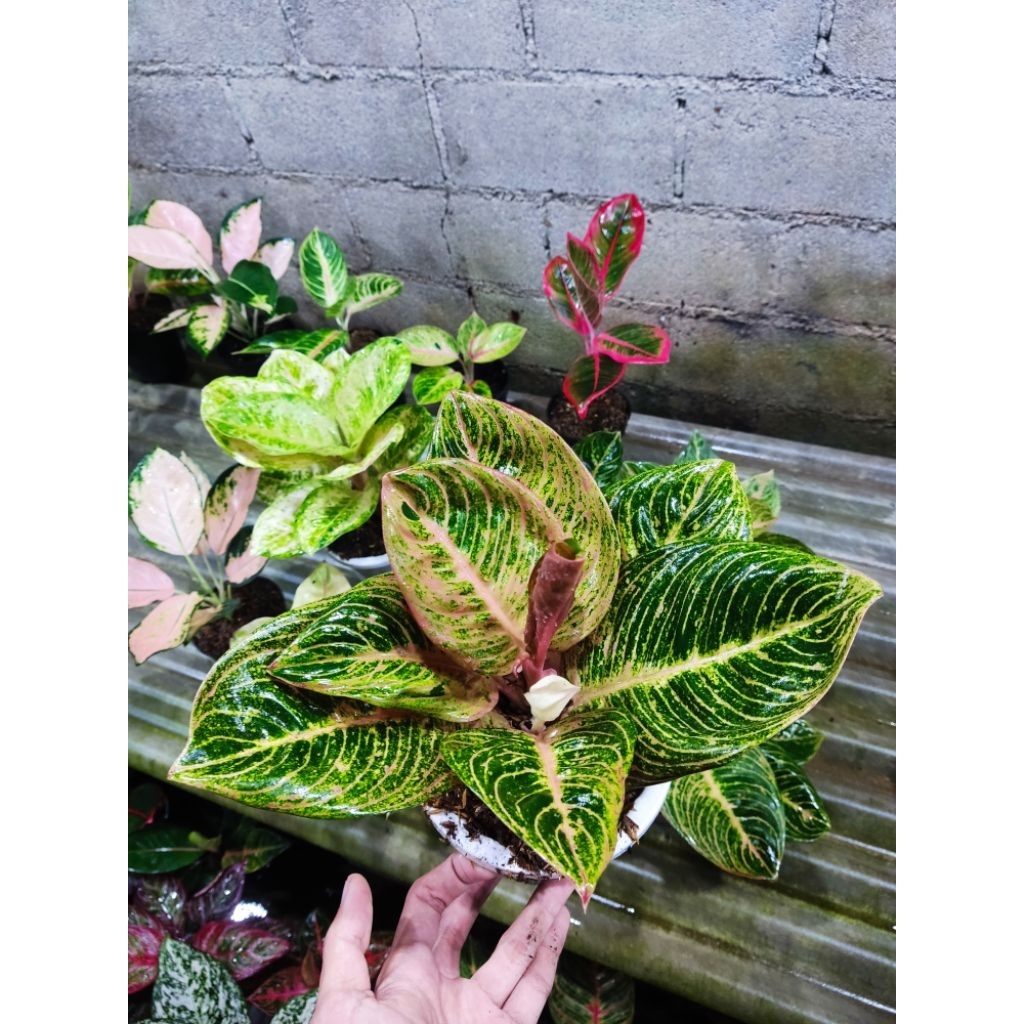 Aglonema asri merah tanian lokal
