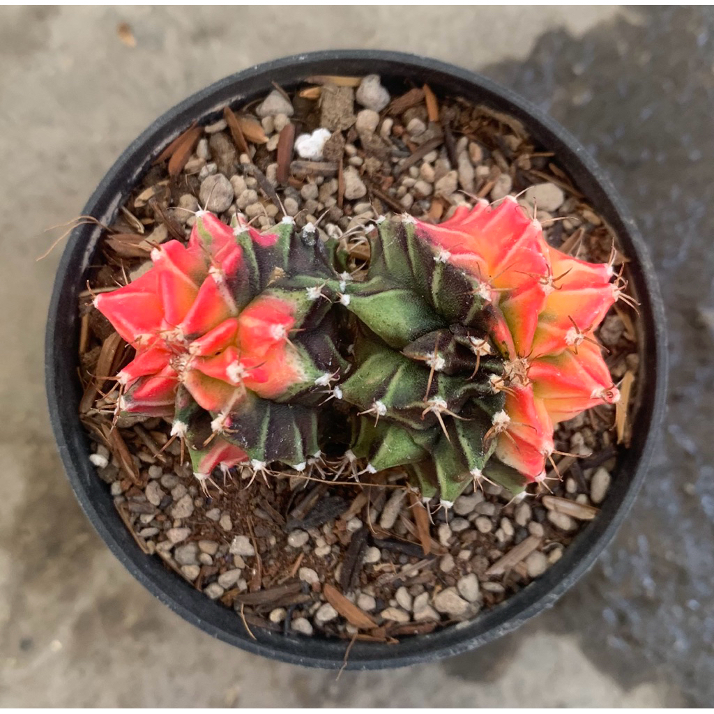Gymno Miha Hybrid Double Head