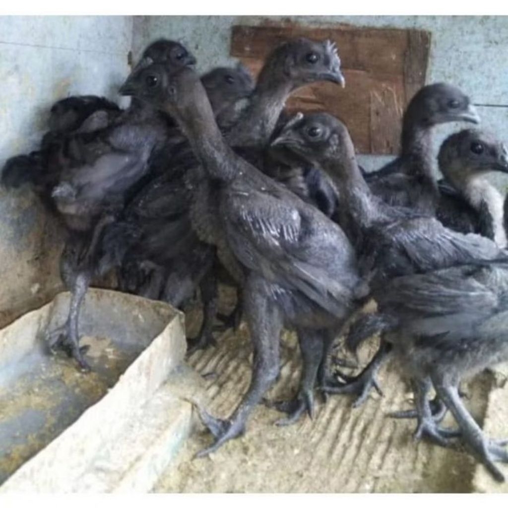 Ayam Cemani usia 2-3 bulan