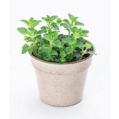Tanaman Oregano / Origanum vulgare / Tanaman Herbal Oregano