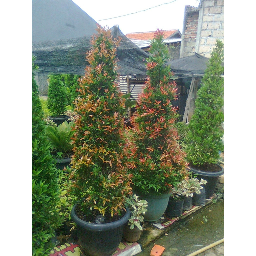 ( 1 m plus Pot ) Tanaman pucuk merah ukuran 1 meter plus pot besar  pohon pucuk merah Tanaman hias p