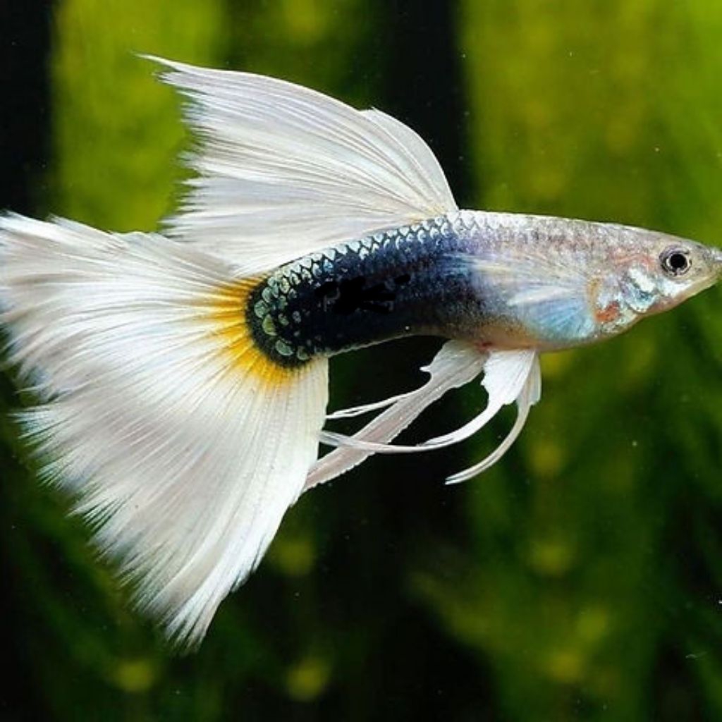 GUPPY HB WHITE RIBBON perpasang