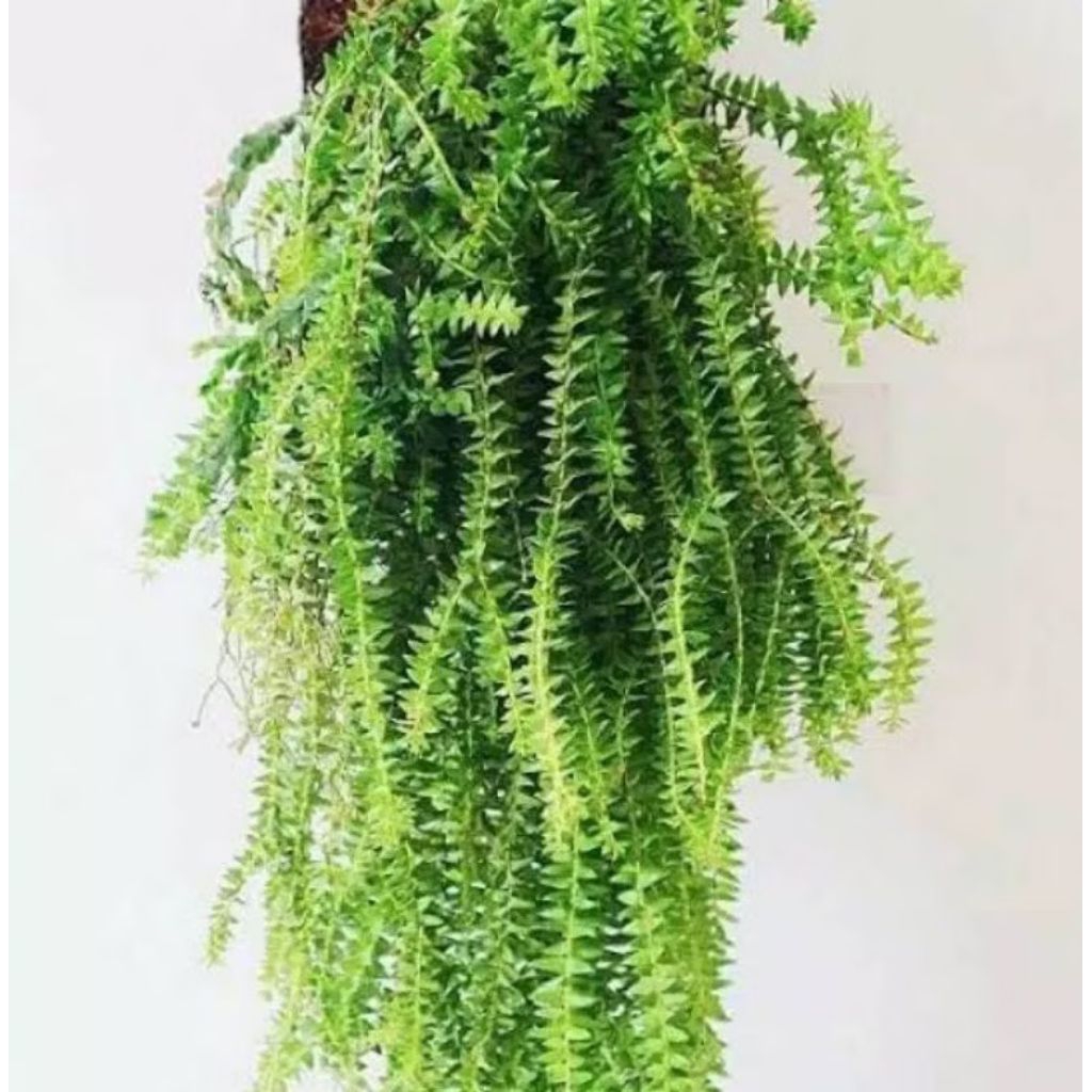 KUMPAY GANTUNG / Tanaman Hias Rumpay cantik JUMBO/KUMPAY (Lycopodium) +media tanam