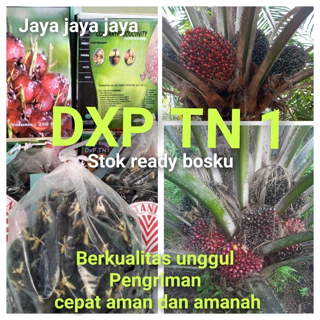 Bibit Benih Kecambah Sawit DXP TN 1 (150 butir)