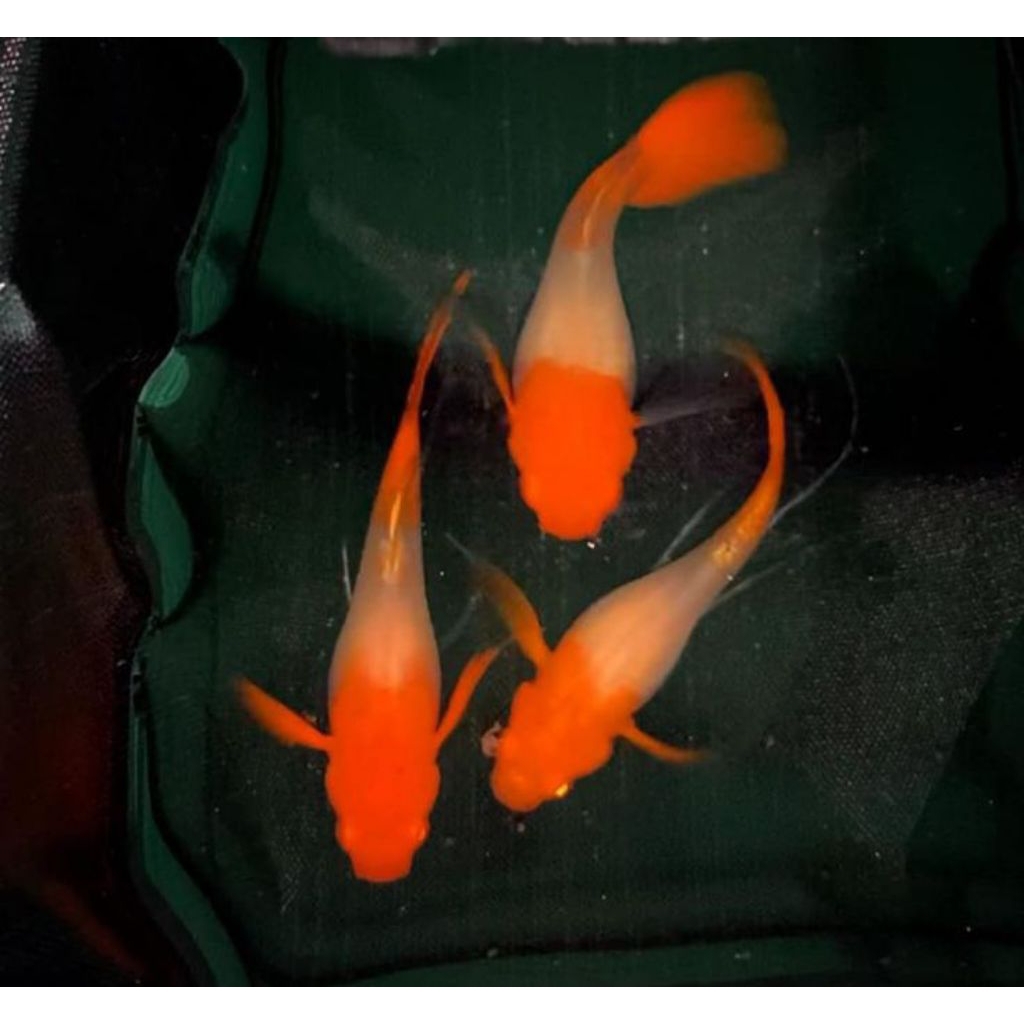 ikan guppy albino koi gen red ear sepasang