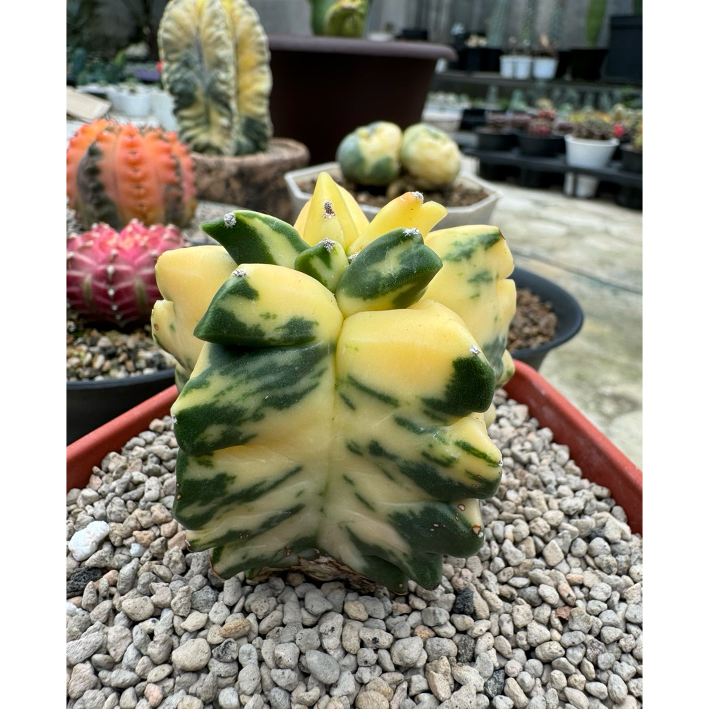 Tanaman Kaktus Astrophytum Myriostigma cv Kikko Var