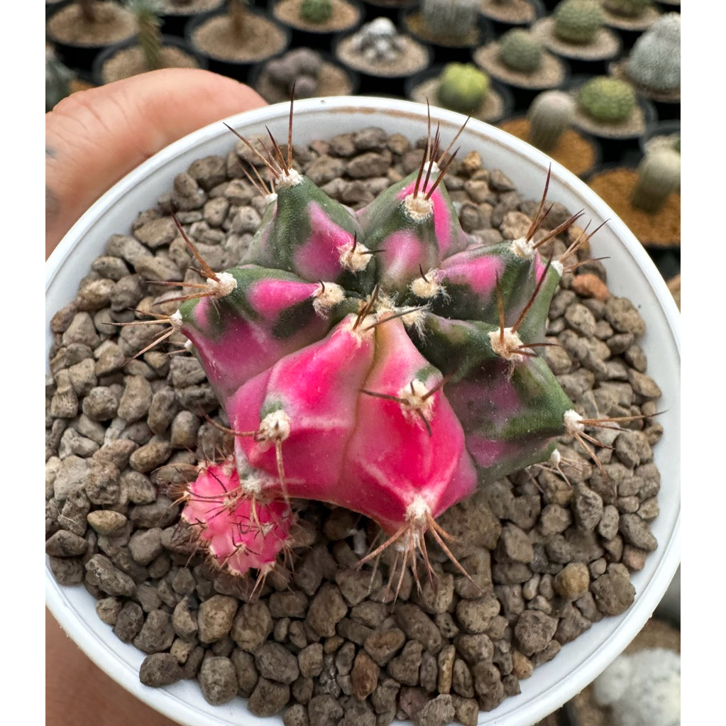 Tanaman Kaktus Gymno Pink Diamond