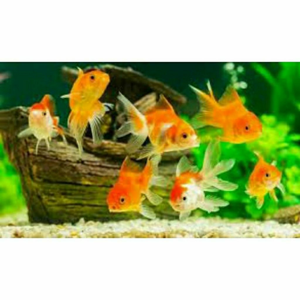 Ikan Hias Koki Oranda Oranda Putih Isi 7- Tampilan Elegan untuk Aquarium Anda