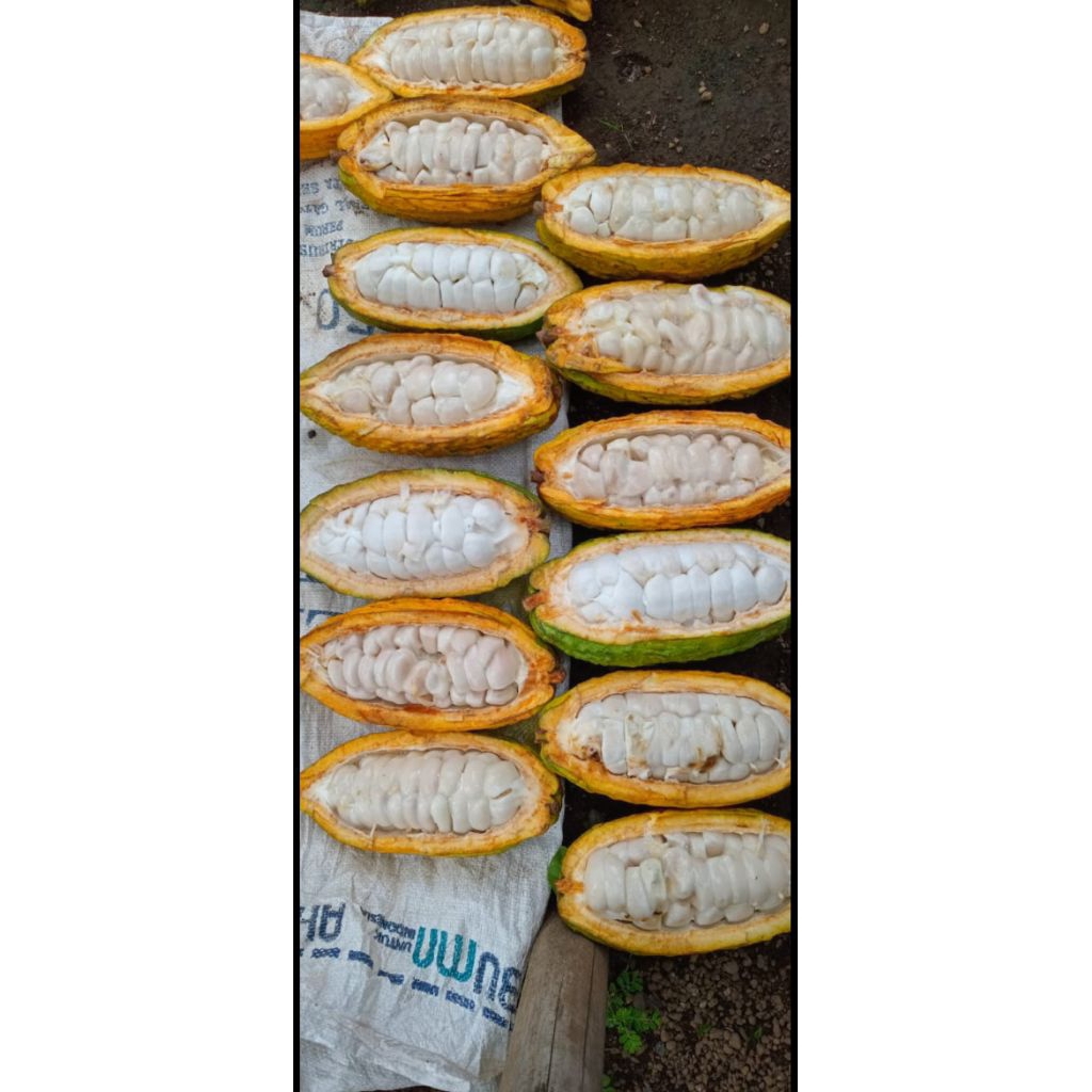 Buah kakao Ijo kajuman Lombok