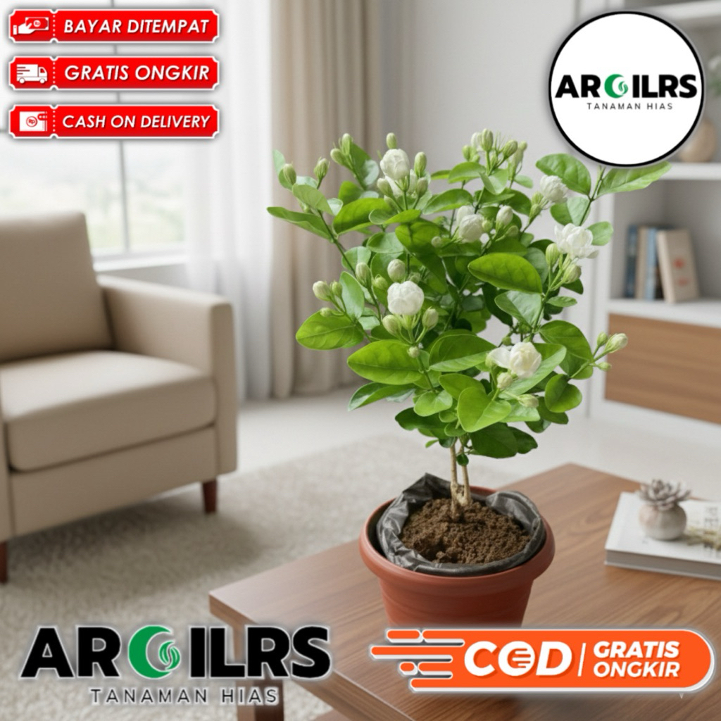 Tanaman Hidup Melati Jawa Melati Pengantin Bunga Wangi - Pohon Melati Asli Tanaman Hias Outdoor