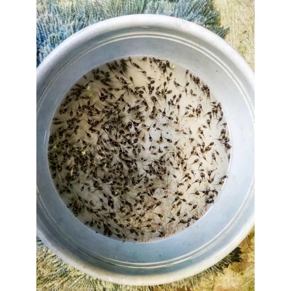 Kecebong/Berudu katak sawah hidup 100 ekor -Pakan predator/umpan pancing/tinggi protein