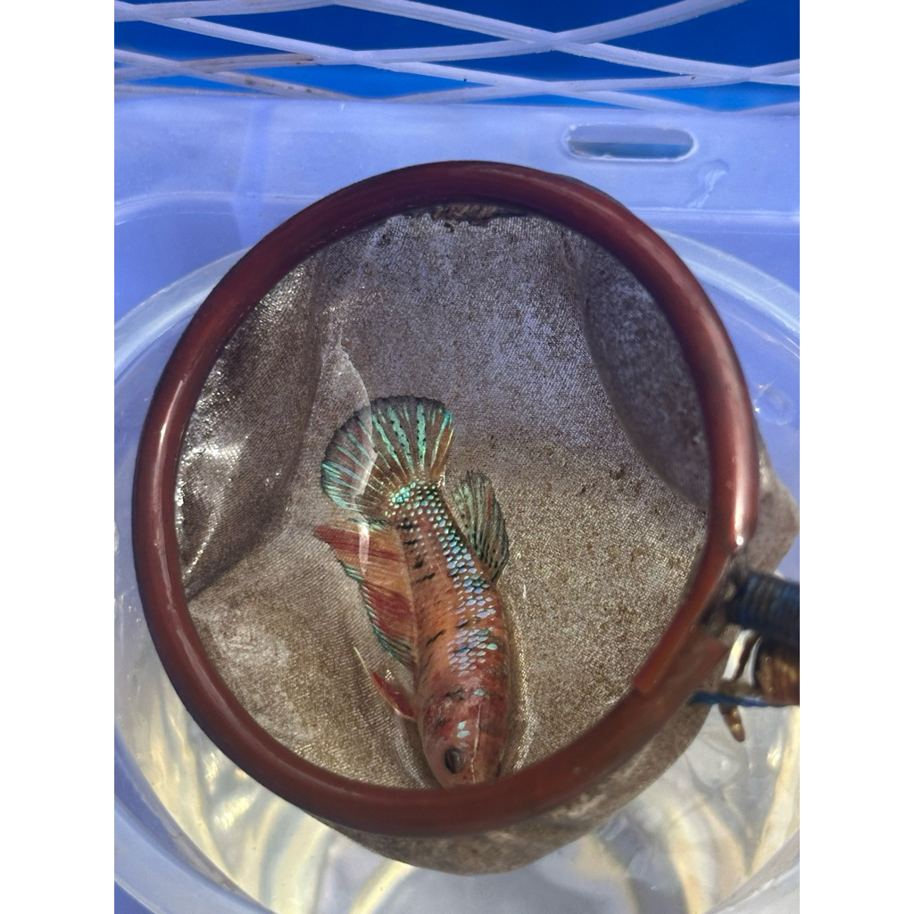 Female HMPK Multi Kode FM-01 - hiasan aquarium