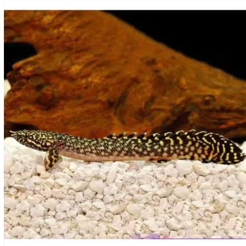 PALMAS ORNA UKURAN 5-7 CM