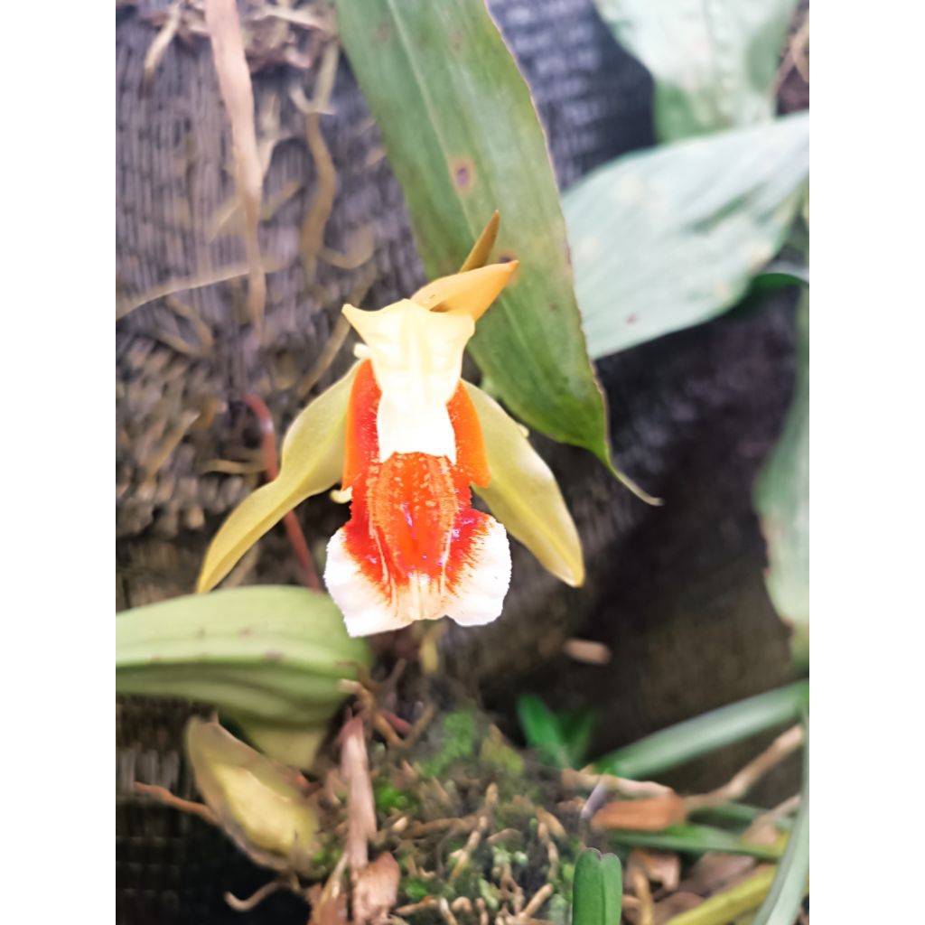 anggrek chologene spesiosa /Orchid/bunga/kebun/tanaman