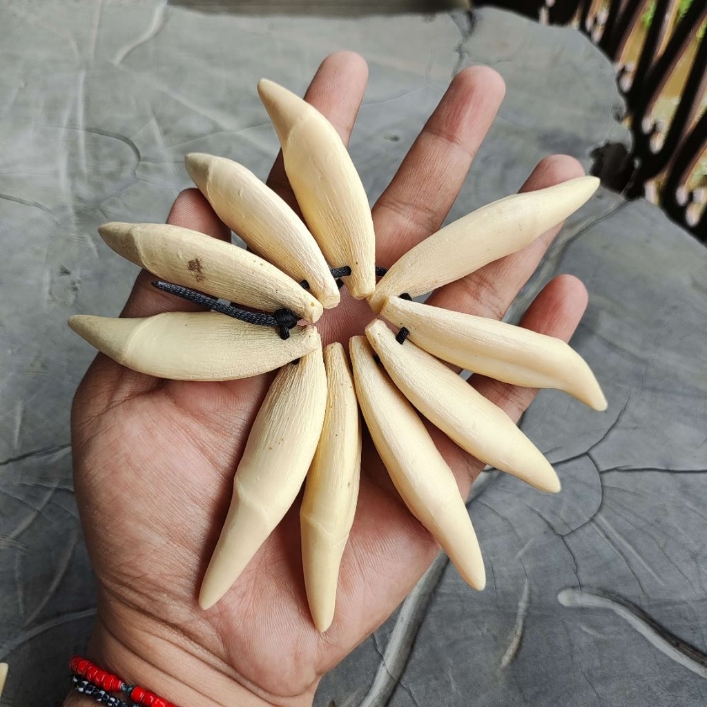 Taring replika ber uang imitasi ( 10 biji )