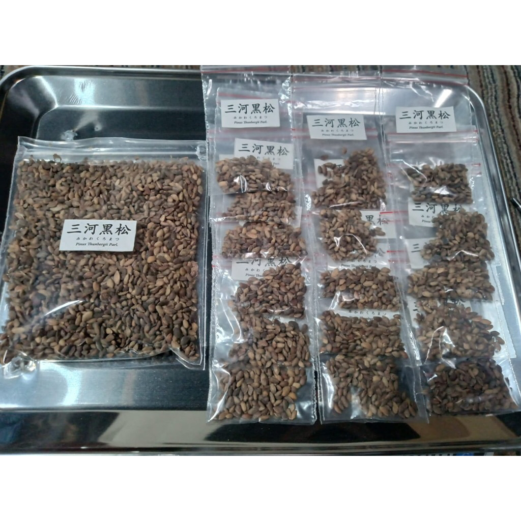 Biji Japanese Black Pine Mikawa