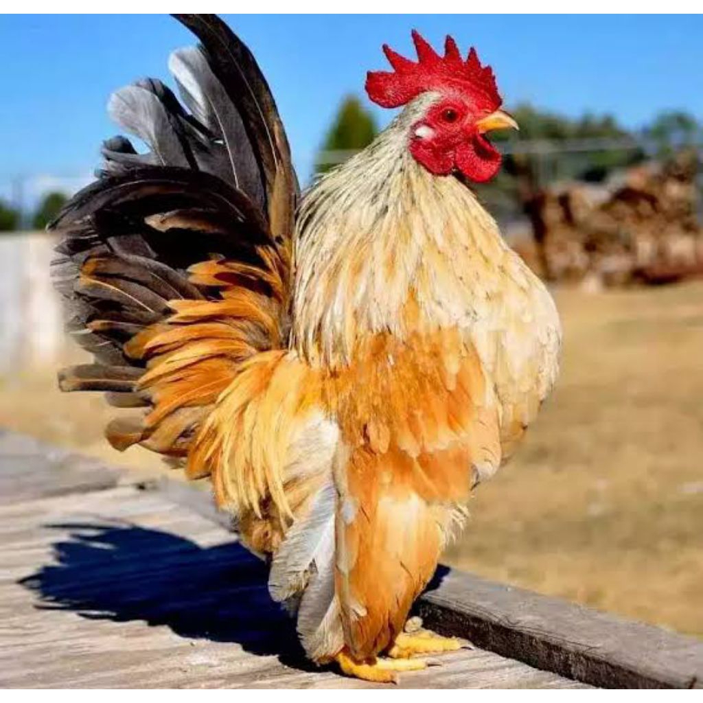 Telur Ayam Serama Kontes Asli Pendek Untuk Ditetaskan