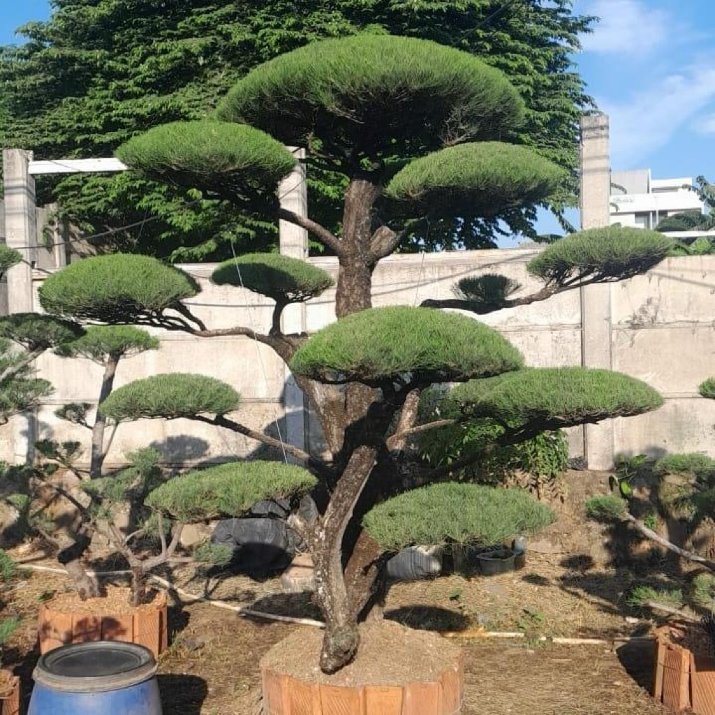 AL - Bonsai Cemara udang rimbun sudah berbentuk
