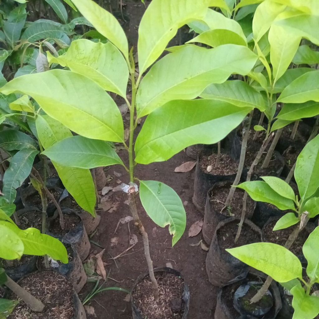 Bibit Bunga Kantil/Kembang Kantil Putih