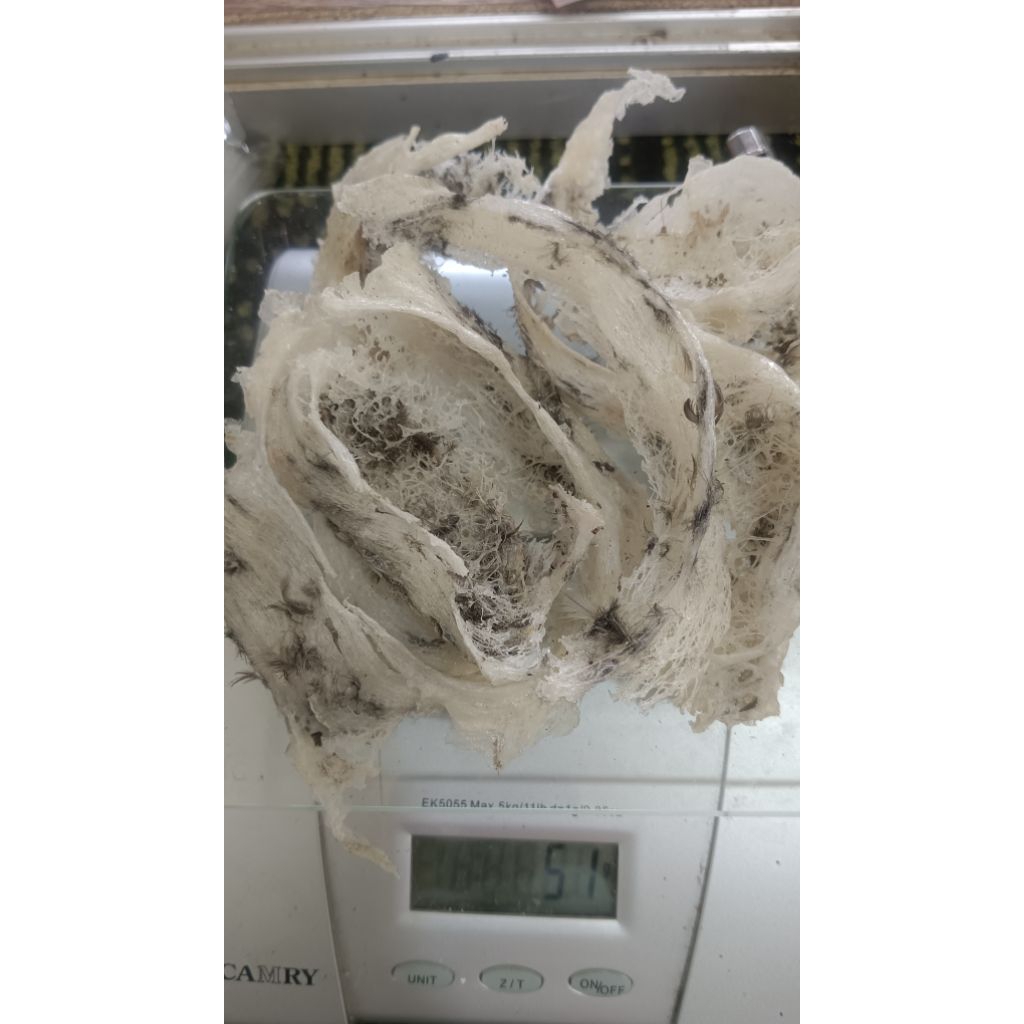 sarang burung walet patahan kotor