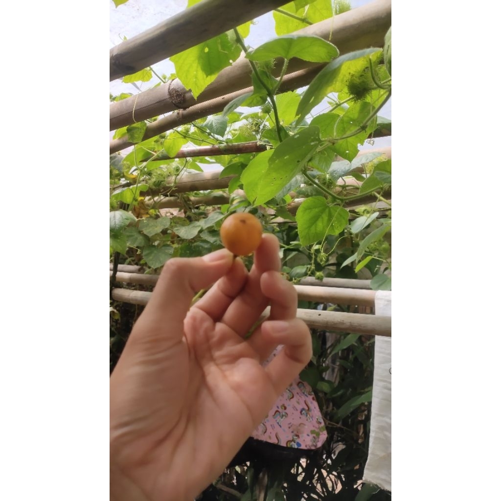 Kebun Bu Tani - Bibit tanaman Ciplukan rambat / rambutan hutan /  rambusa