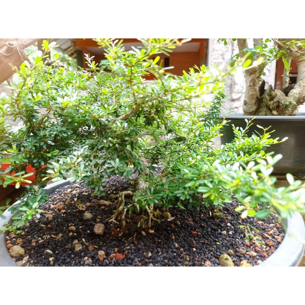 Bibit bahan bonsai saengsimbur, mirten ,boksus ,kemuning mikro