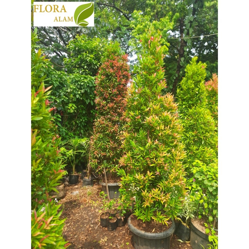 TANAMAN PUCUK MERAH TINGGI BESAR RIMBUN