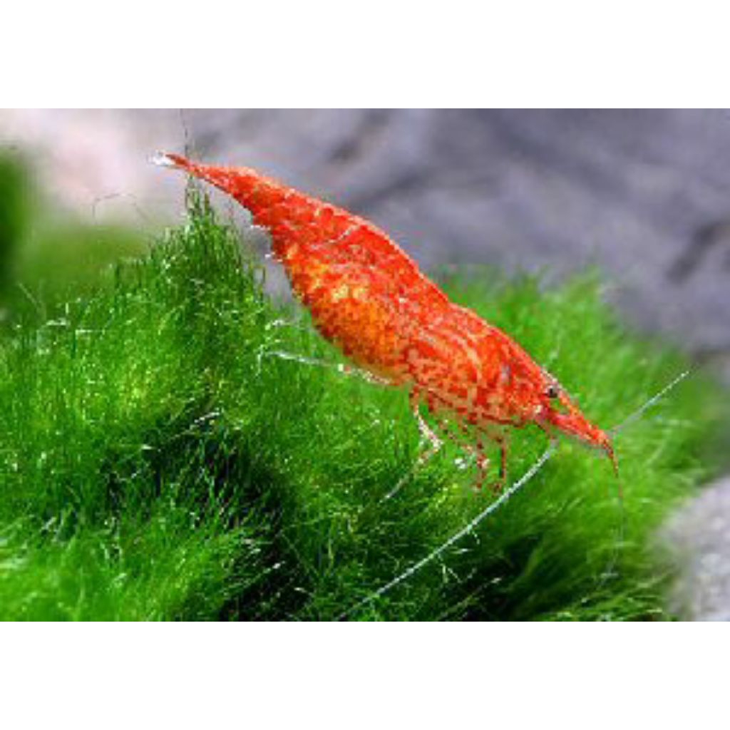 Hiasan aquarium Read Cheri/Ceri Rcs udang hias aQuascape