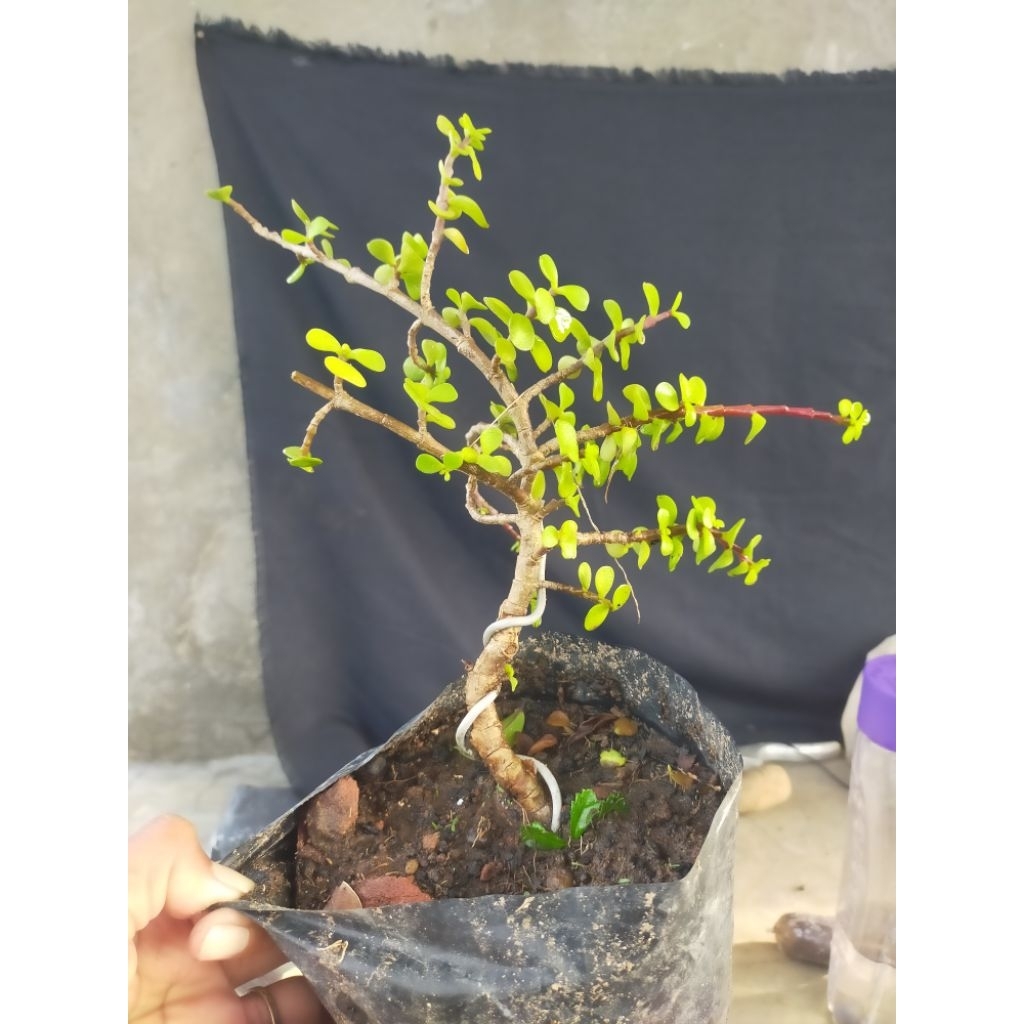 Jade Plant bonsai / tanaman hias